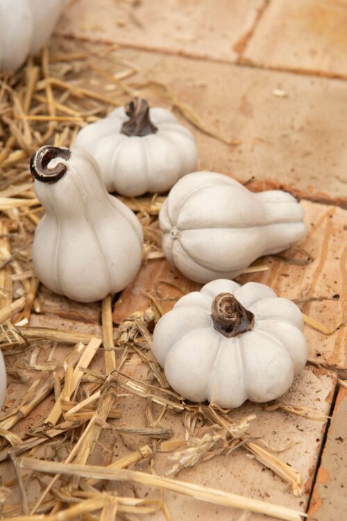 mini pumpor vit dekoration