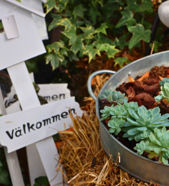 Sukulenter planterade i ett zinkfat. Bredvid står en vit välkomstskylt med ett litet hus.