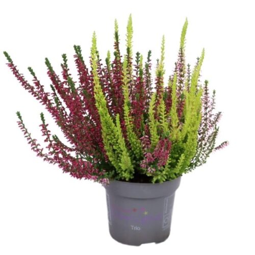 Calluna ljung starlight trio i kruka växt för uteplats eller balkong