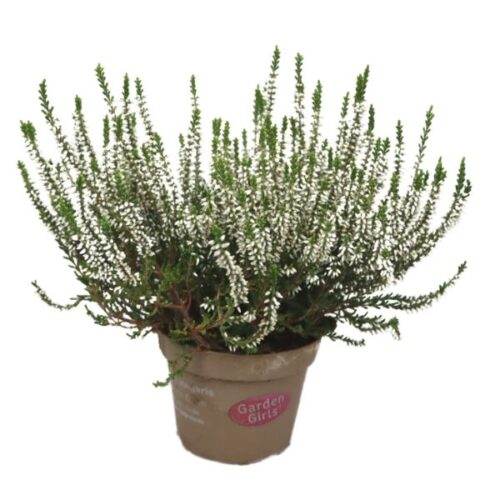 Ljung i kruka vit växt för uteplats eller balkong