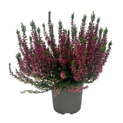 Ljung i 11 cm kruka – lila växt för uteplats eller balkong