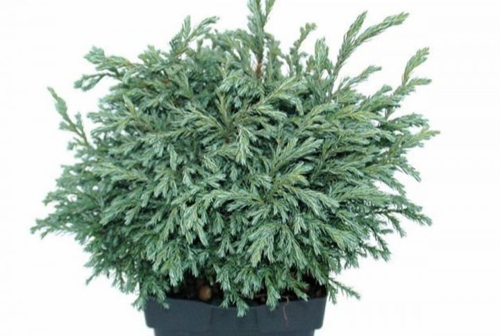 Liten cypress med blågröna barr