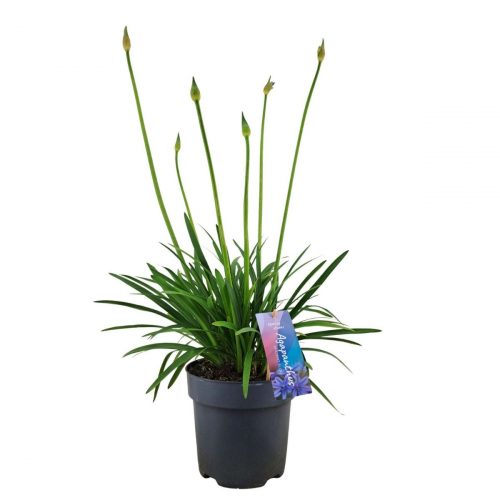 Afrikas blå lilja med stora blomklasar