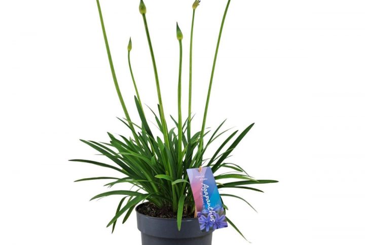 Afrikas blå lilja med stora blomklasar