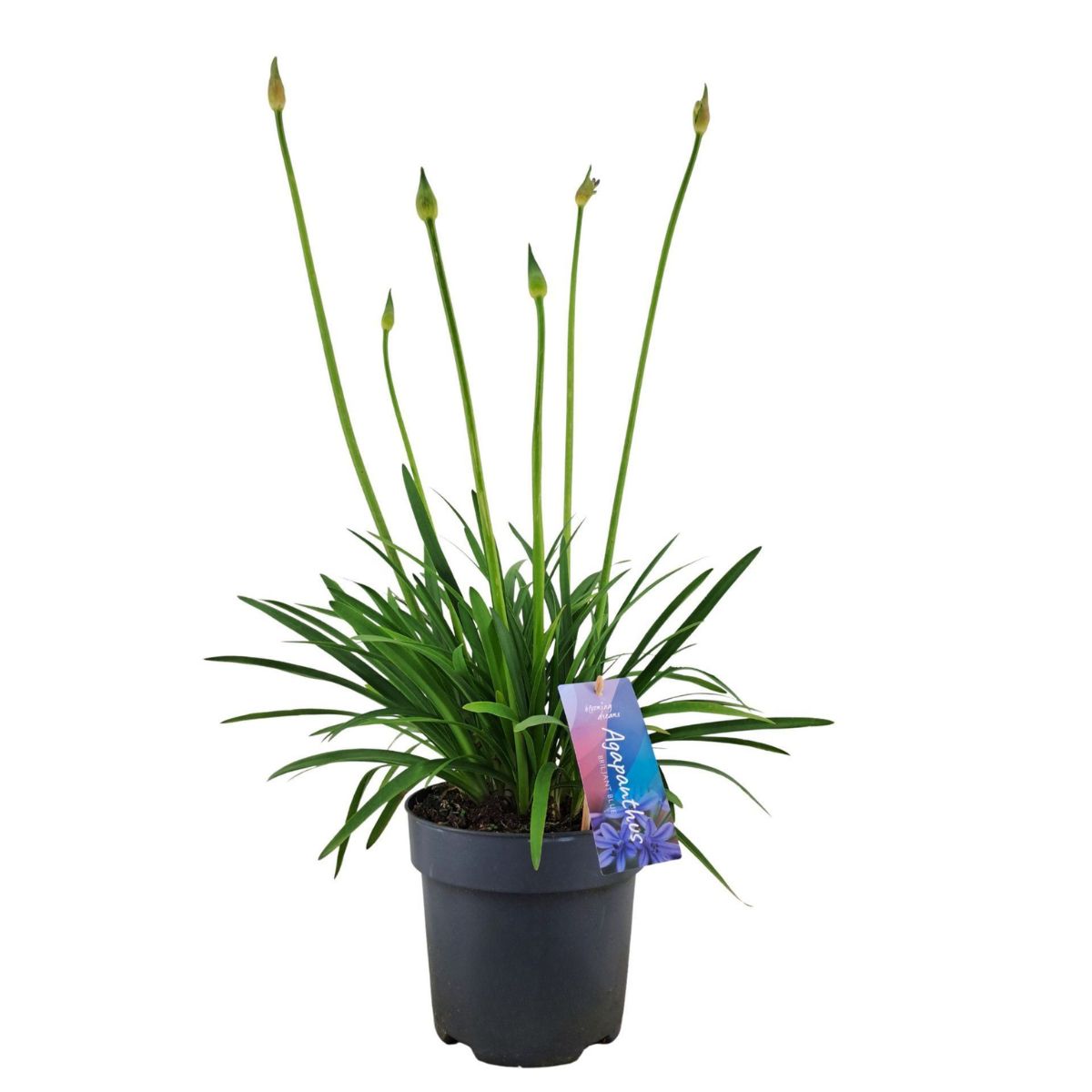 afrikas-bla-lilja-brilliant-blue