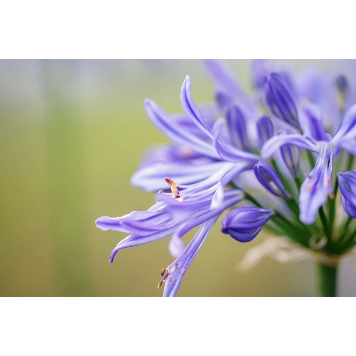 afrikas-bla-lilja-brilliant-blue_2