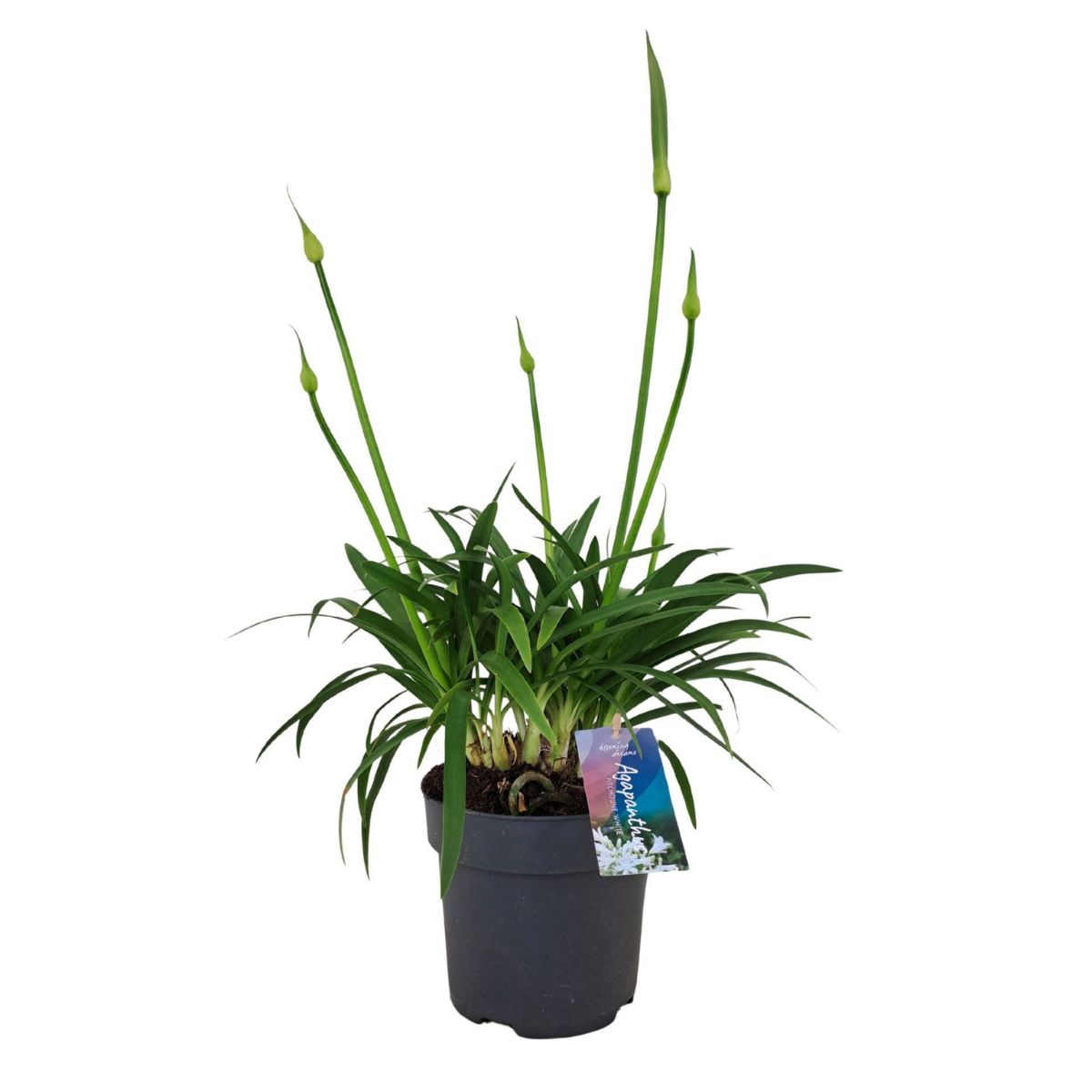 afrikas-bla-lilja-pitchoun-white