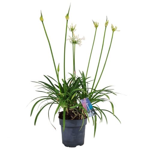 Afrikas blå lilja med stora blomklasar