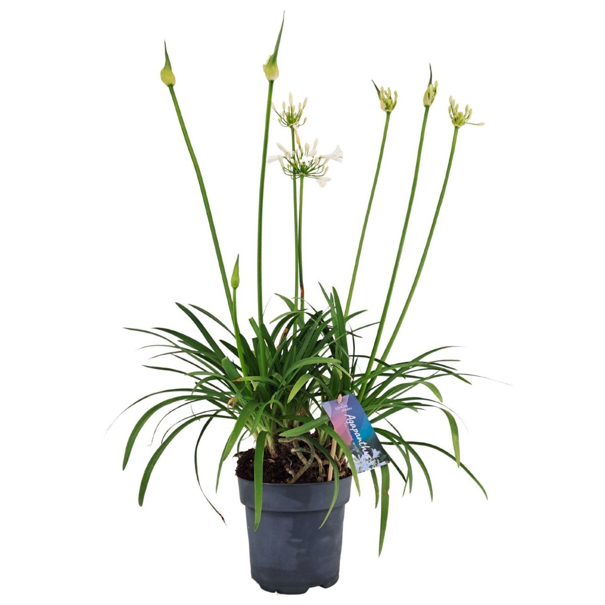 afrikas-bla-lilja-pitchoun-white_2