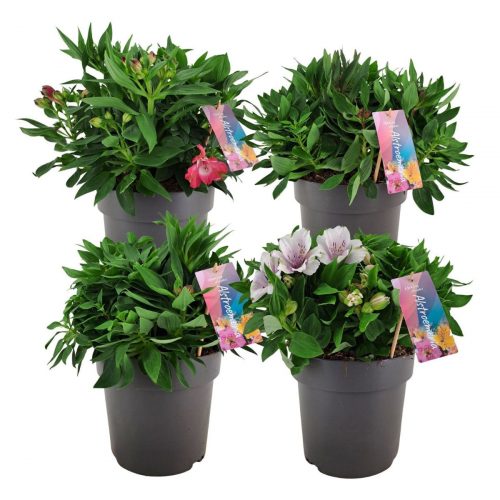 Alstroemeria eller inkalilja i blandade färger