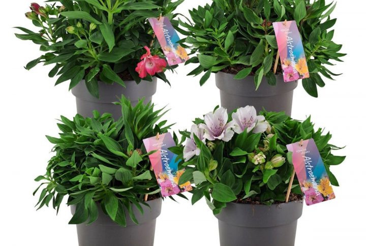 Alstroemeria eller inkalilja i blandade färger