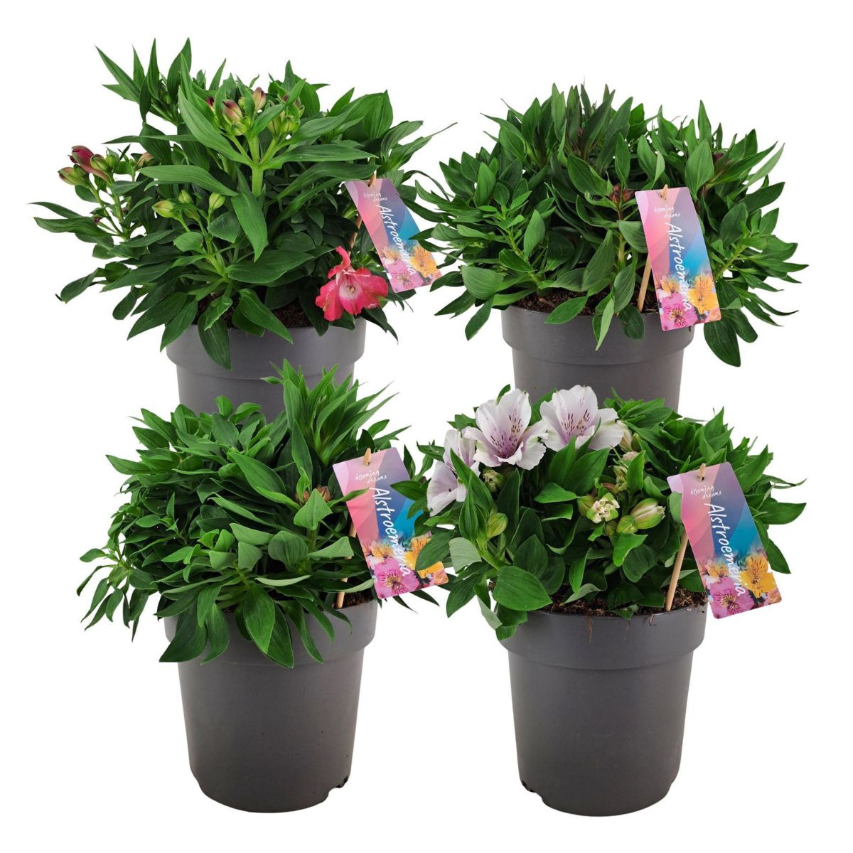alstroemeria-inkalilja-blandade-farger