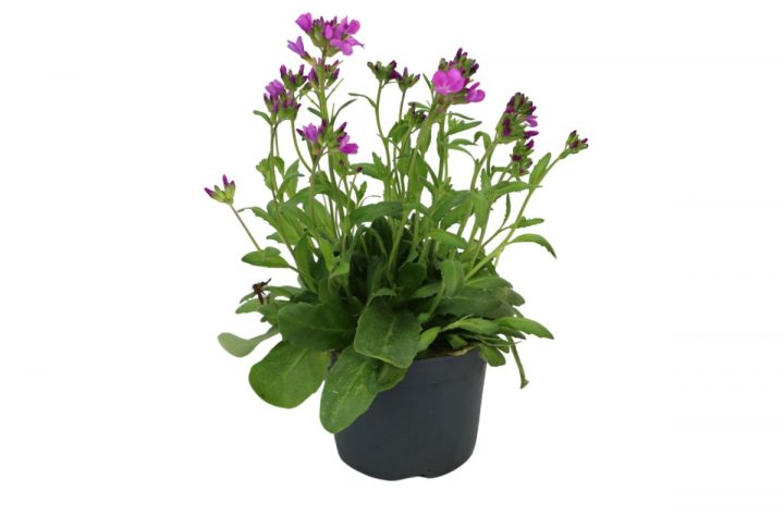 Lila arabis i kruka med små täta blommor