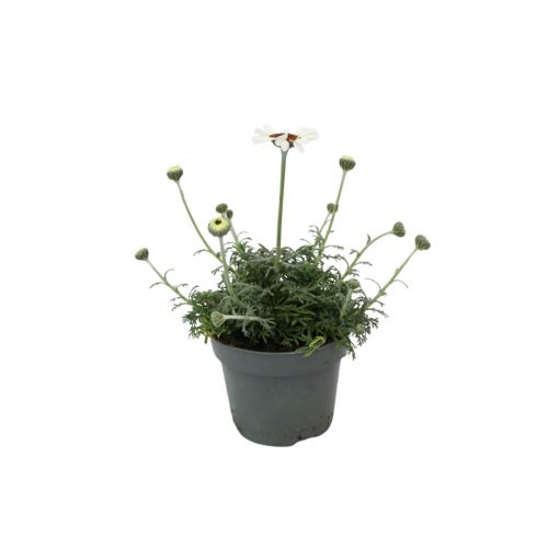 Vit atlaskrage i kruka