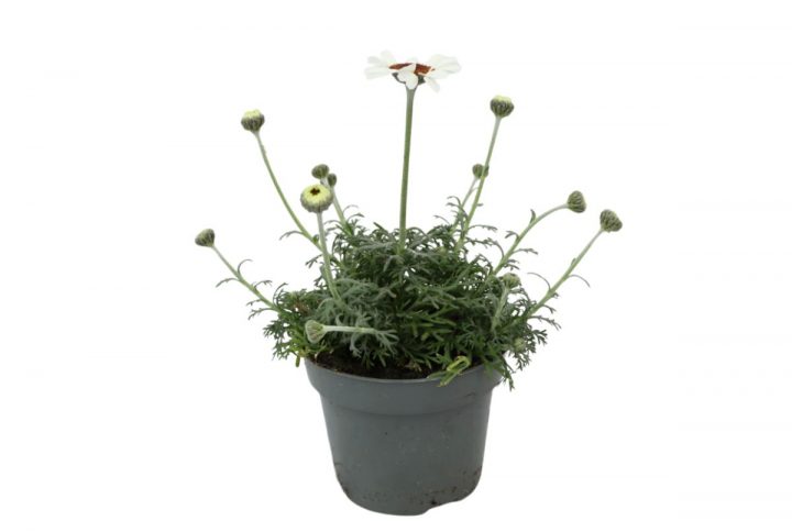 Vit atlaskrage i kruka