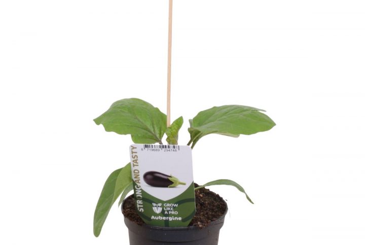 Aubergineplanta med mörklila frukter
