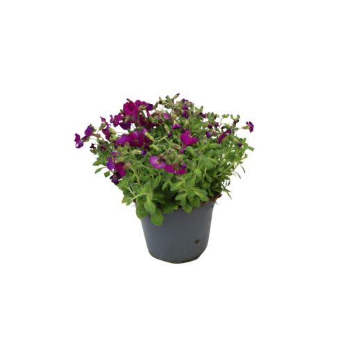 Aubrietia lila toner i kruka, låg och blommande växt