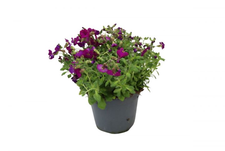 Aubrietia lila toner i kruka, låg och blommande växt