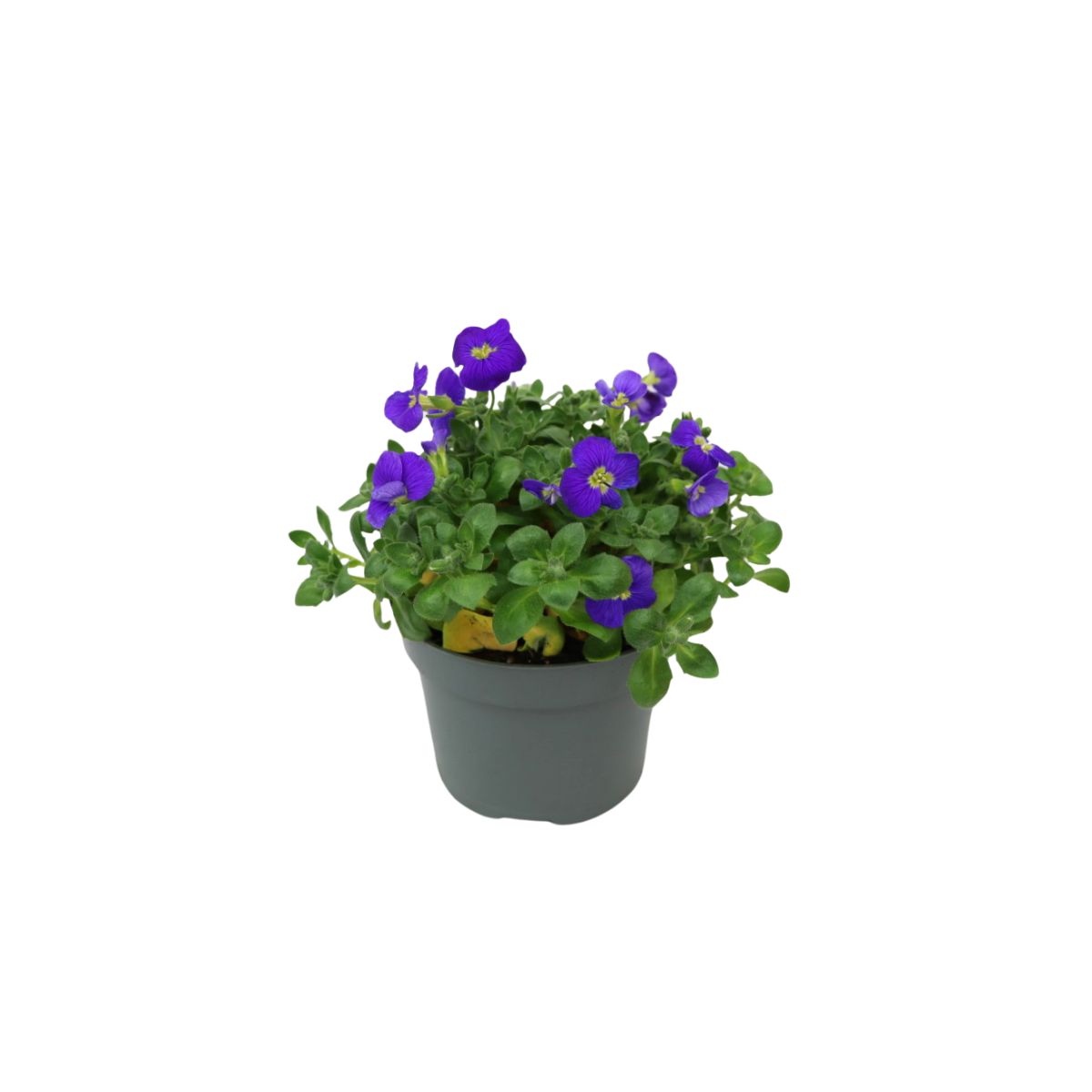 aubrietia-morklila-2