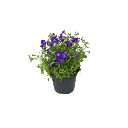 Aubrietia lila toner i kruka, låg och blommande växt