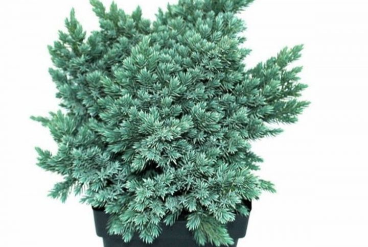 Blåen med blå barr kompakt barrväxt