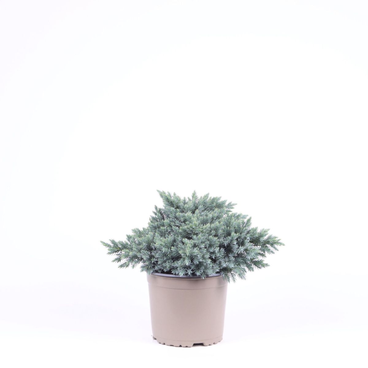 blaen-blue-star-liten