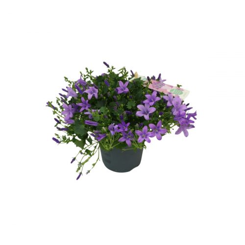 Lila campanula i kruka med klockformade blommor