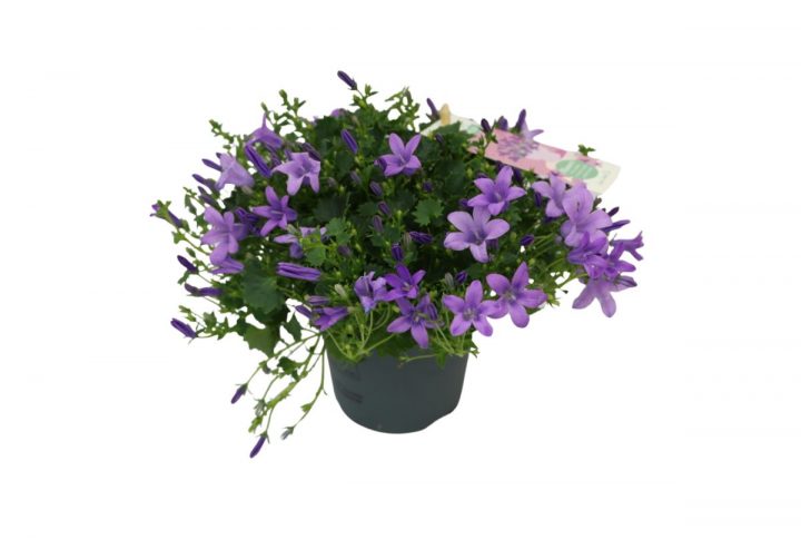 Lila campanula i kruka med klockformade blommor