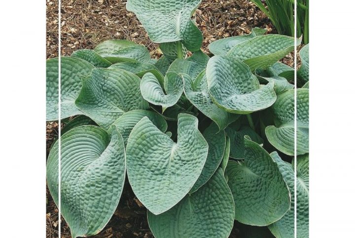 Funkia med stora dekorativa blad, skuggtålig perenn