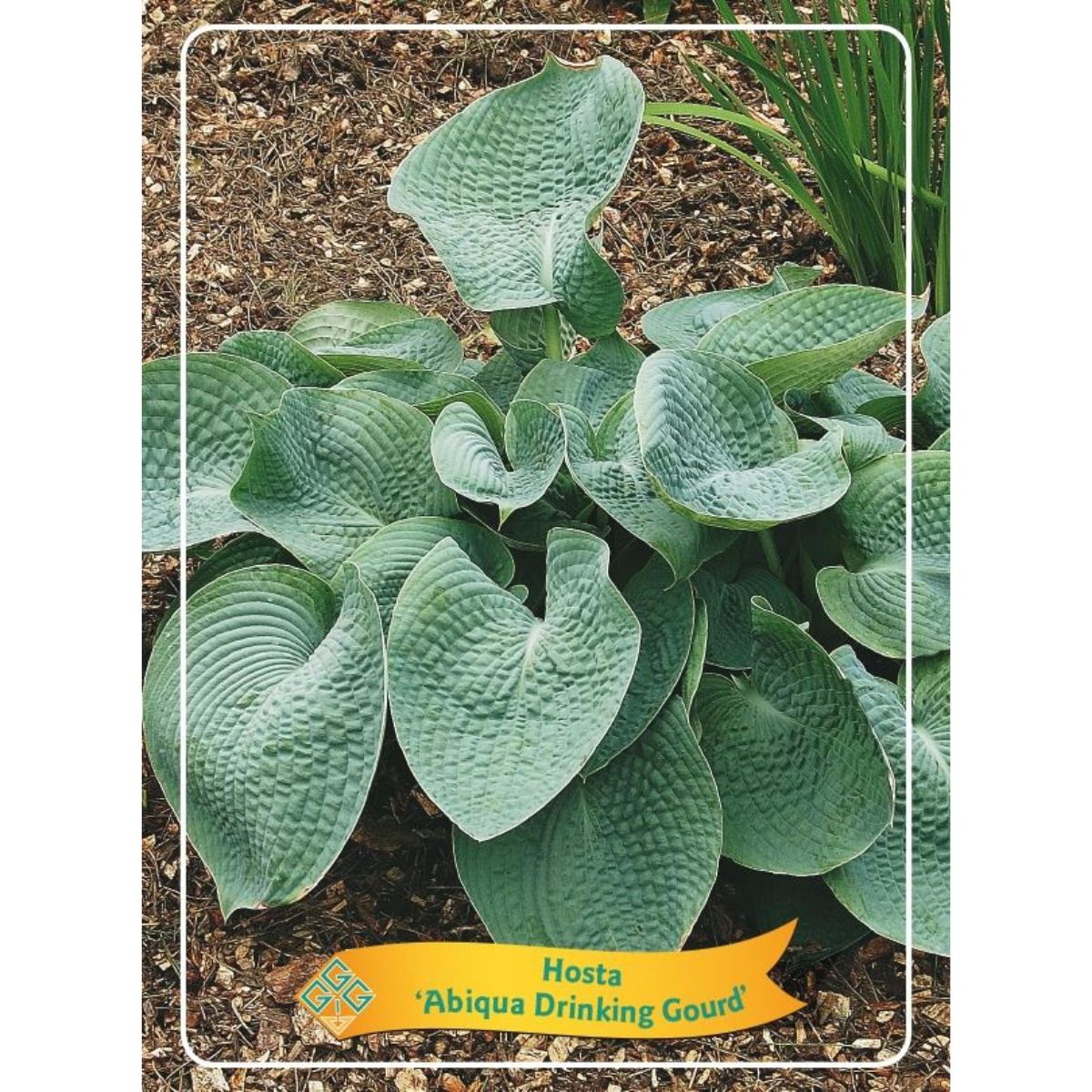 funkia-abiqua-drinking-gourd