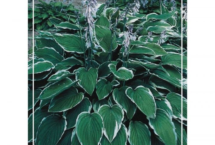 Funkia med stora dekorativa blad, skuggtålig perenn