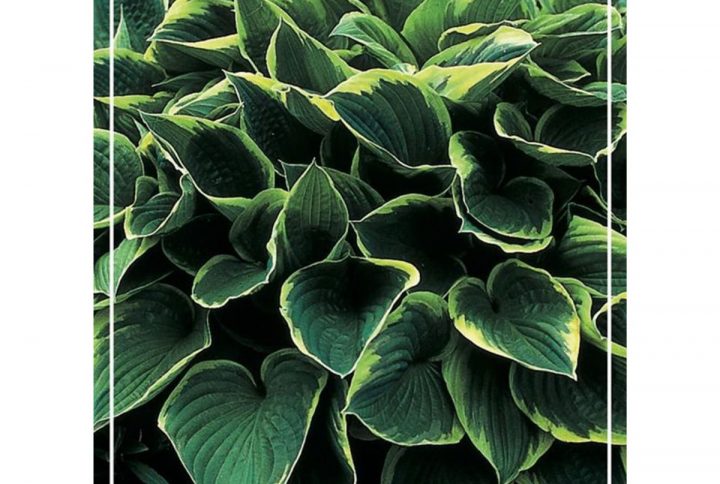 Funkia med stora dekorativa blad, skuggtålig perenn