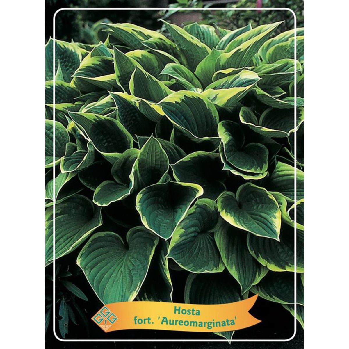 funkia-aureomarginata