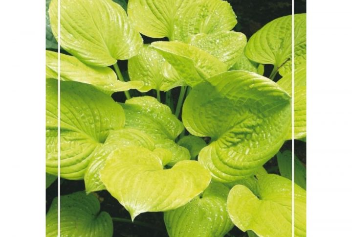 Funkia med stora dekorativa blad, skuggtålig perenn