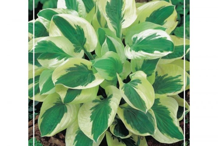 Funkia med stora dekorativa blad, skuggtålig perenn