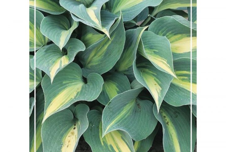 Funkia med stora dekorativa blad, skuggtålig perenn