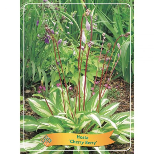 Funkia med stora dekorativa blad, skuggtålig perenn