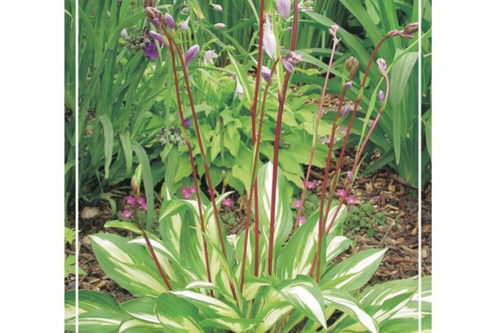 Funkia med stora dekorativa blad, skuggtålig perenn