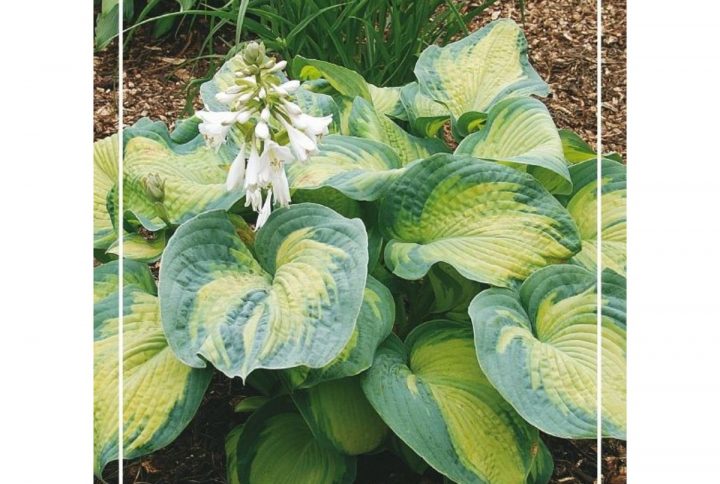 Funkia med stora dekorativa blad, skuggtålig perenn