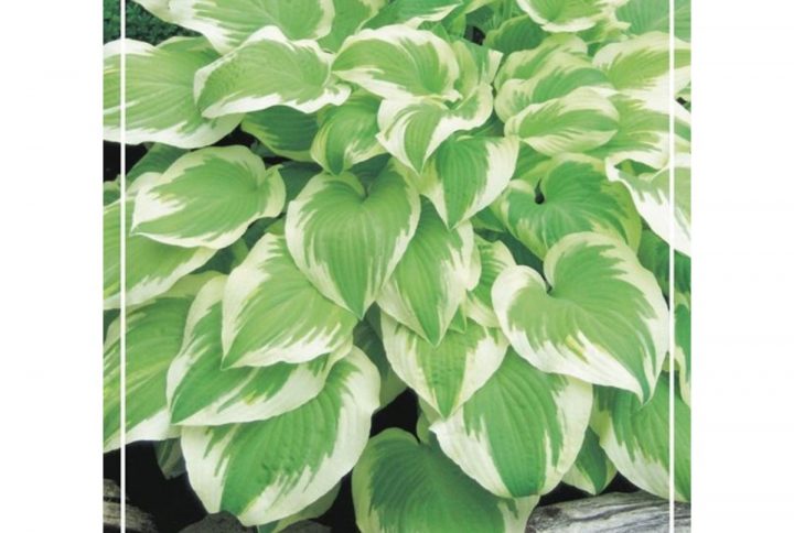 Funkia med stora dekorativa blad, skuggtålig perenn