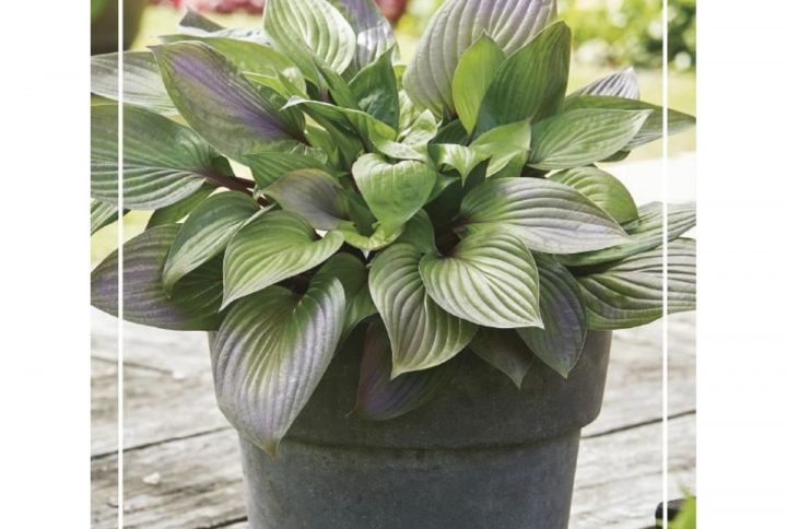 Funkia med stora dekorativa blad, skuggtålig perenn