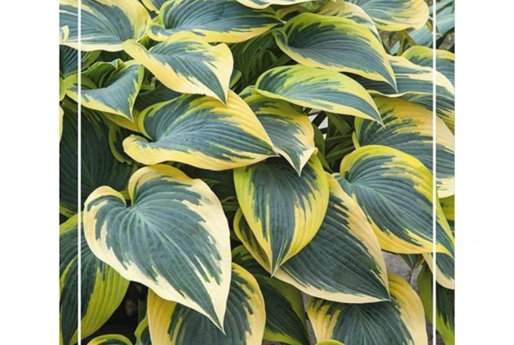 Funkia med stora dekorativa blad, skuggtålig perenn