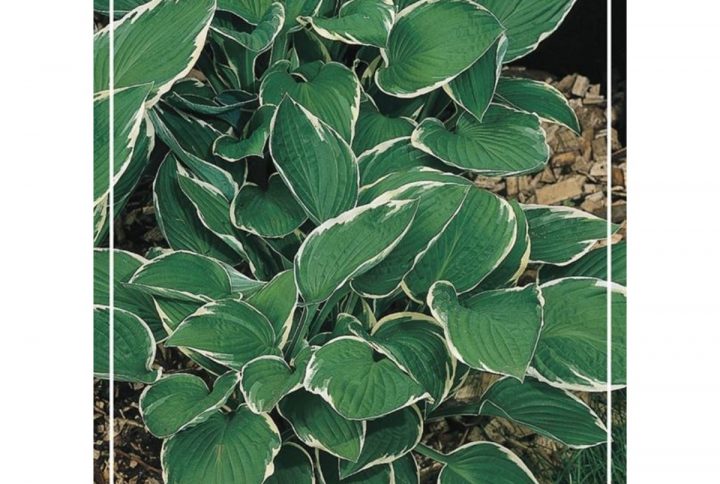 Funkia med stora dekorativa blad, skuggtålig perenn