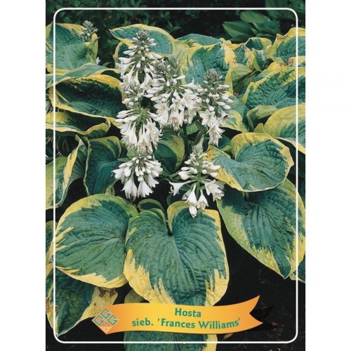 Funkia med stora dekorativa blad, skuggtålig perenn