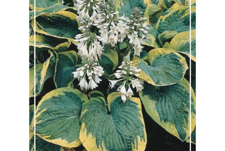 Funkia med stora dekorativa blad, skuggtålig perenn