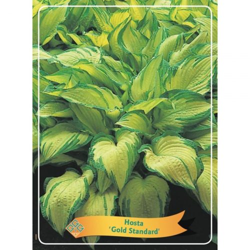 Funkia med stora dekorativa blad, skuggtålig perenn