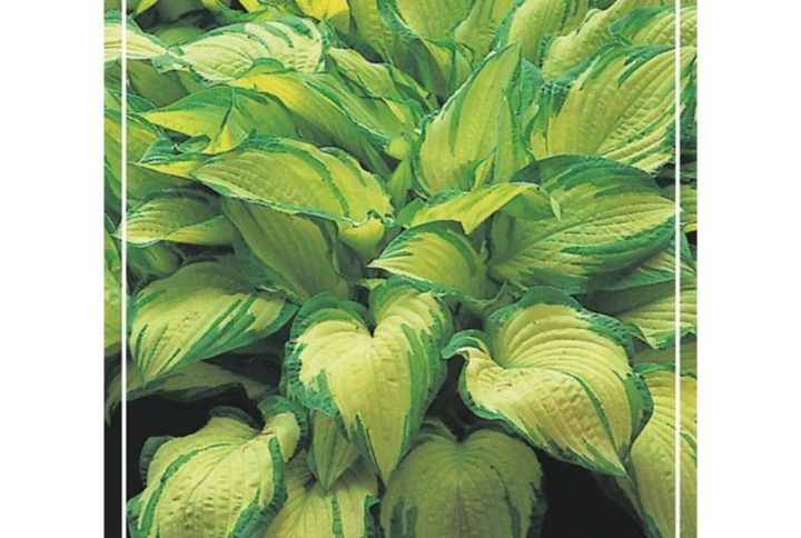 Funkia med stora dekorativa blad, skuggtålig perenn