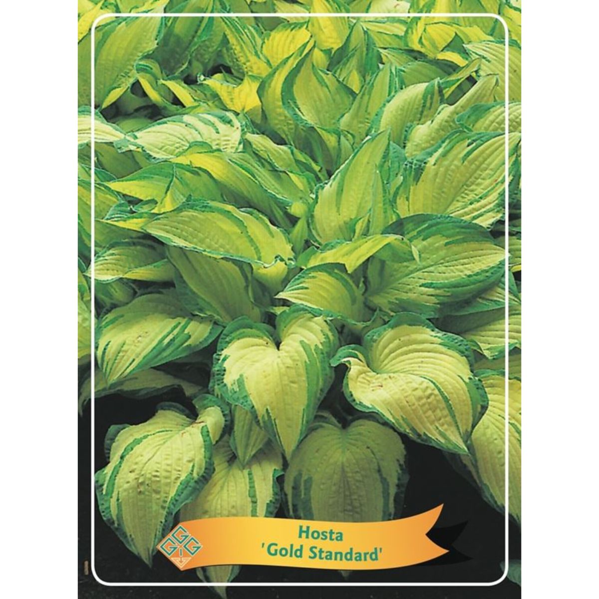 funkia-gold-standard