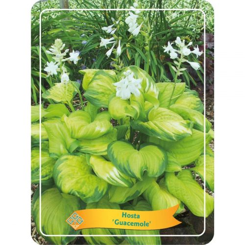 Funkia med stora dekorativa blad, skuggtålig perenn