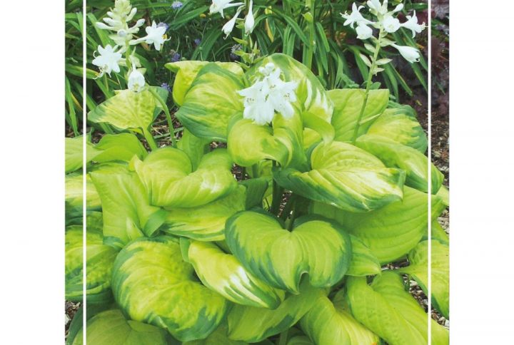 Funkia med stora dekorativa blad, skuggtålig perenn